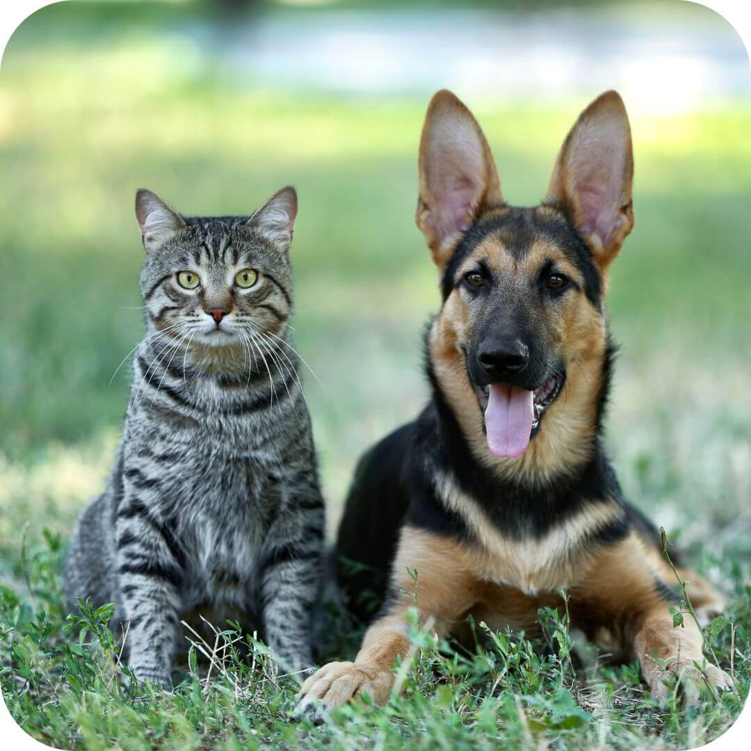 cat-and-dog-sitting-down
